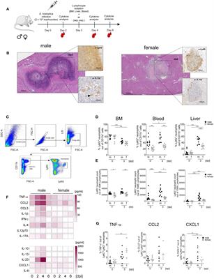 Testosterone affects type I/type II interferon response of neutrophils during hepatic amebiasis